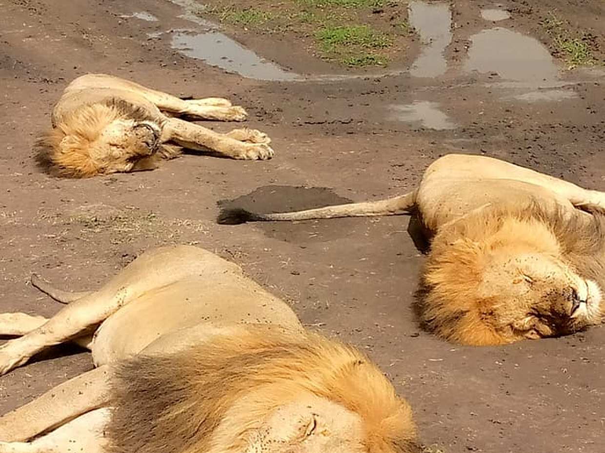 The Ultimate 4x4 Maasai Mara Day Trip in Kenya, Nairobi