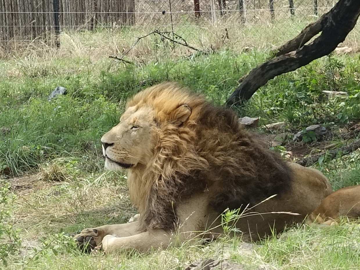 Half-day Lion and Safari Park Tour in South Africa, Johannesburg