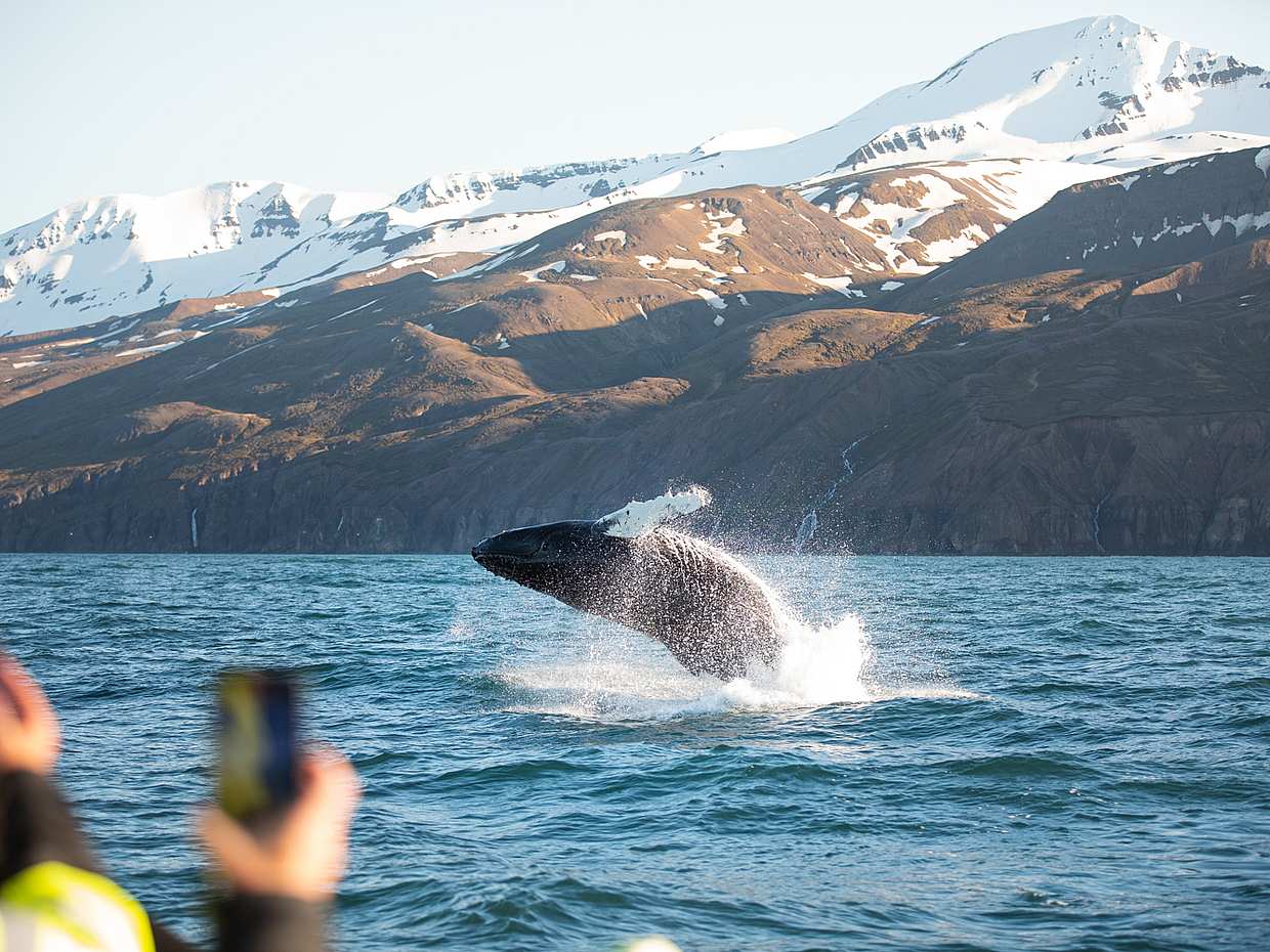 Geräuschlose Walbeobachtung (CO2-neutral) ab Húsavík in Island, Walbeobachtung mit Segelboot in Húsavík
, photo 4