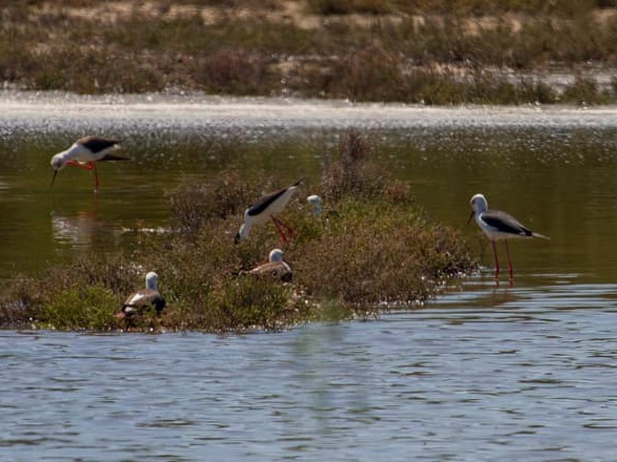 Po Delta Park: guided excursion into protected nature, photo 4