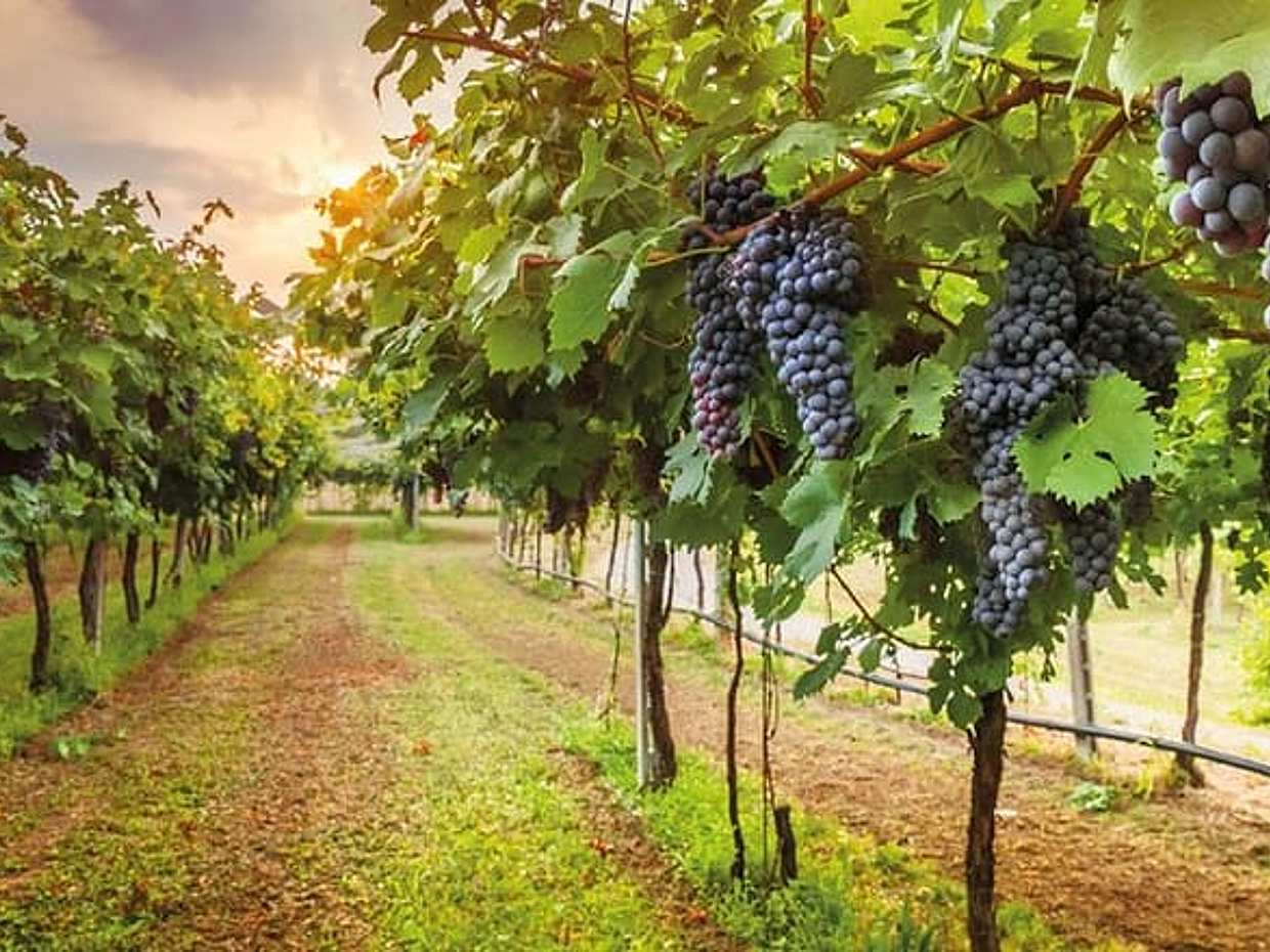 Cena tra i Vigneti in Italia, Siena, photo 4