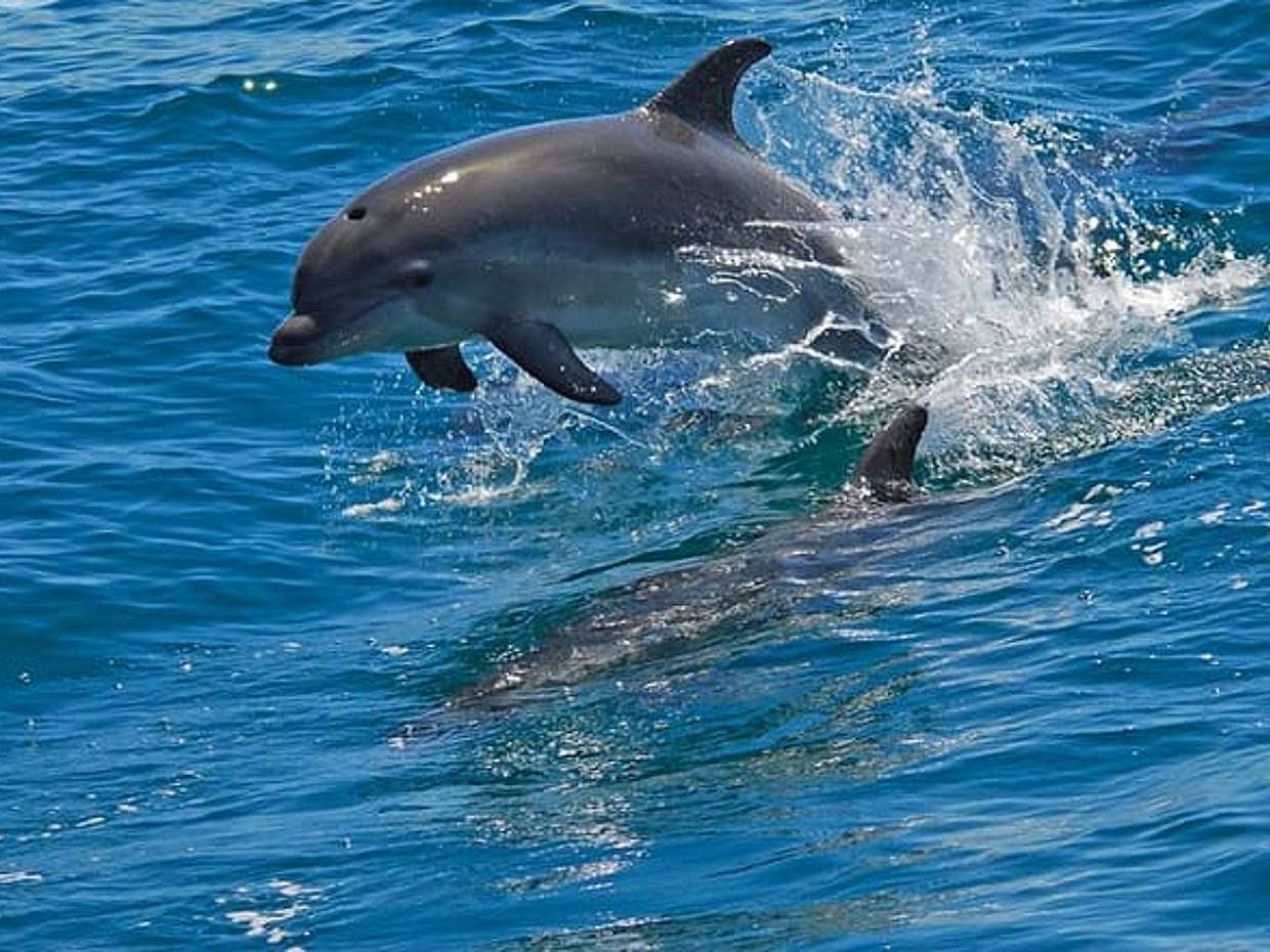 "Avistamiento de delfines en libertad en Portugal, Lisboa", photo 2