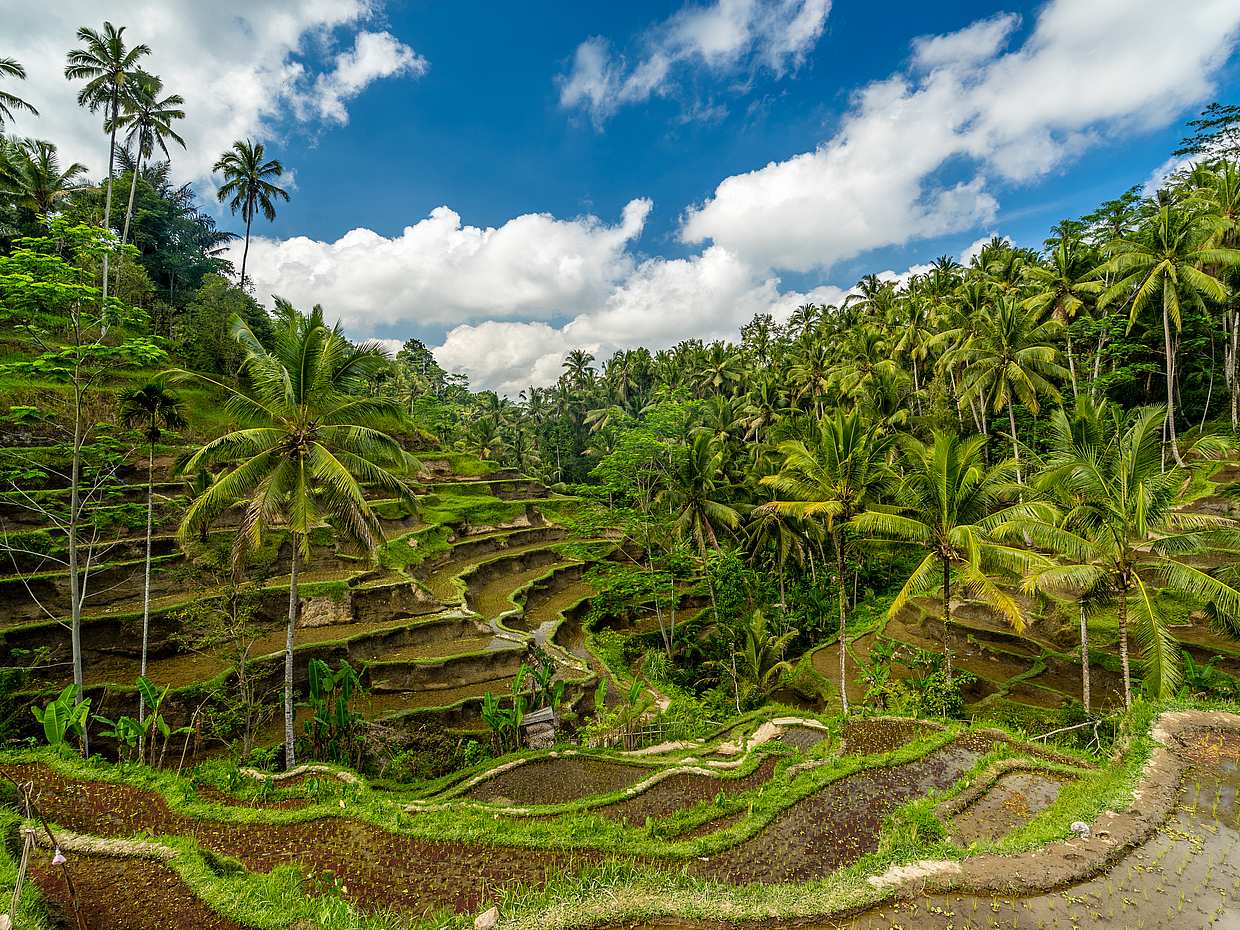 E-bike Ubud to Tegalalang Trip, Indonesia, photo 3