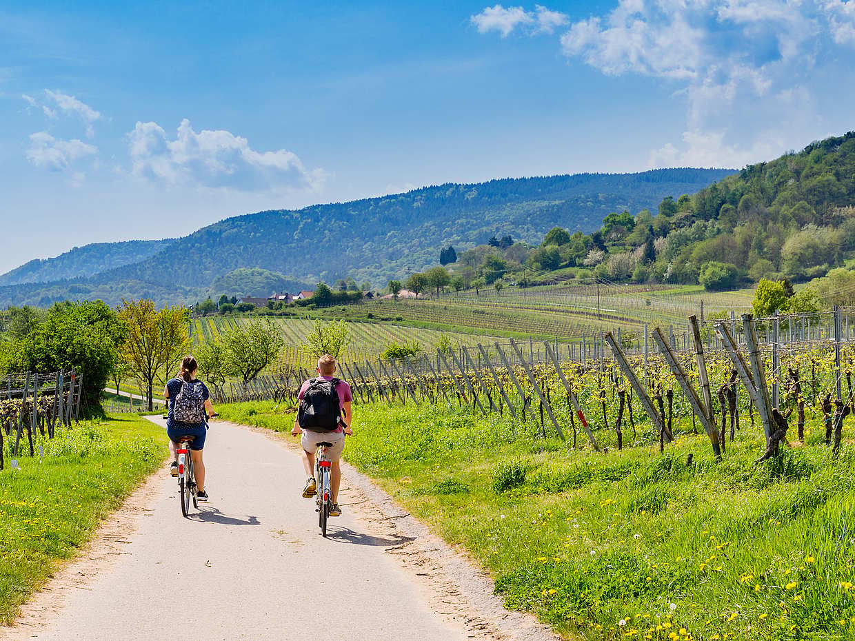 Vineyard Bike Tour in Binissalem and Wine Tasting, photo 3