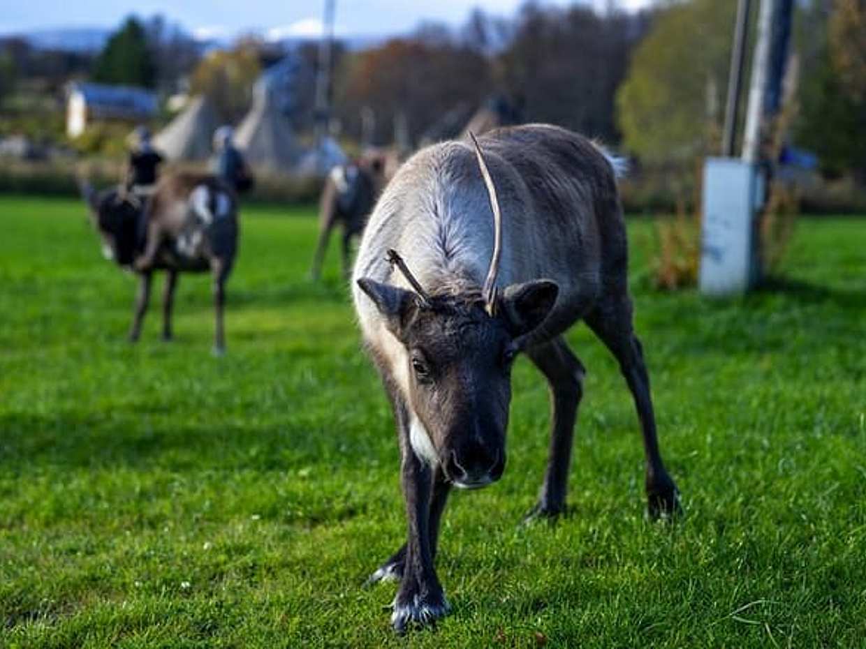 Tromsø: Fjord Adventure Tour with Wildlife and Lunch, photo 2
