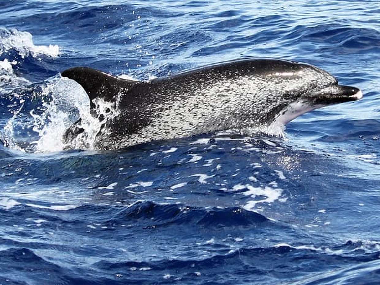 PRIVATE VIP 2 Hours Tour charter in Funchal in Portugal, photo 2