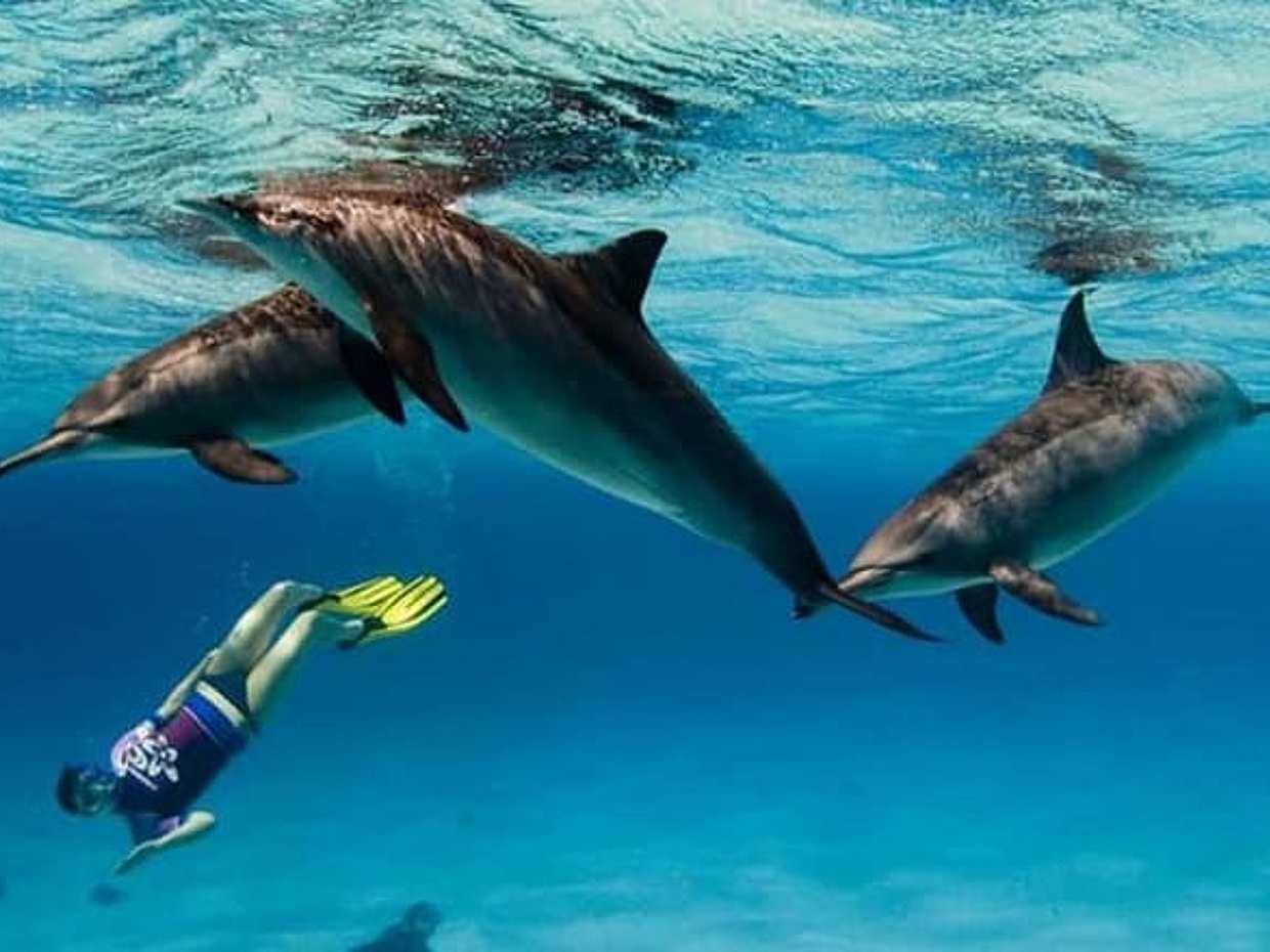 Dolphin House Reefs: Snorkel & watch Adventure from Hurghada