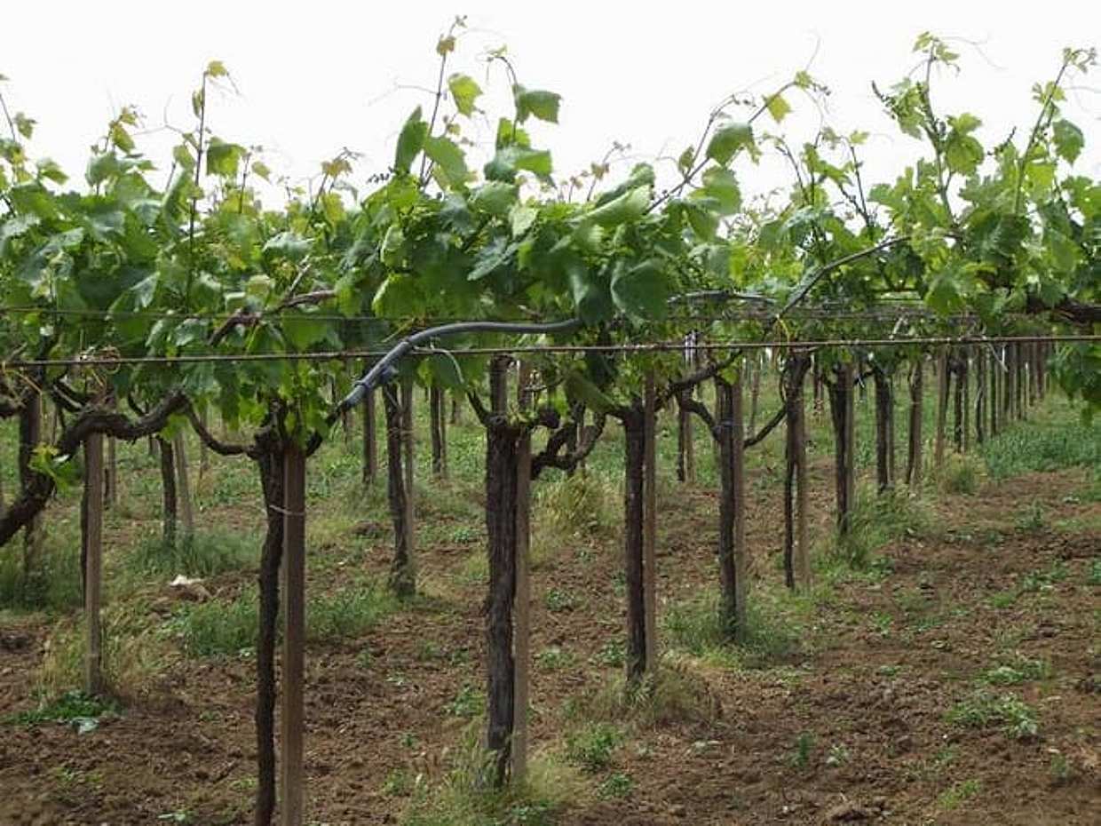 Wine tasting tour on the slopes of Vesuvius