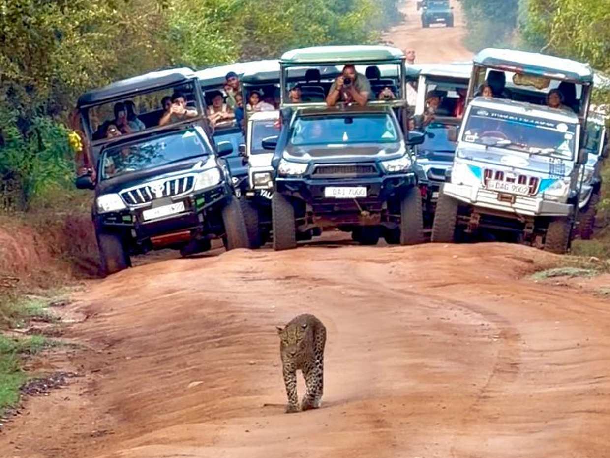 Sri Lanka Yala Wildlife Safari Tour Packages