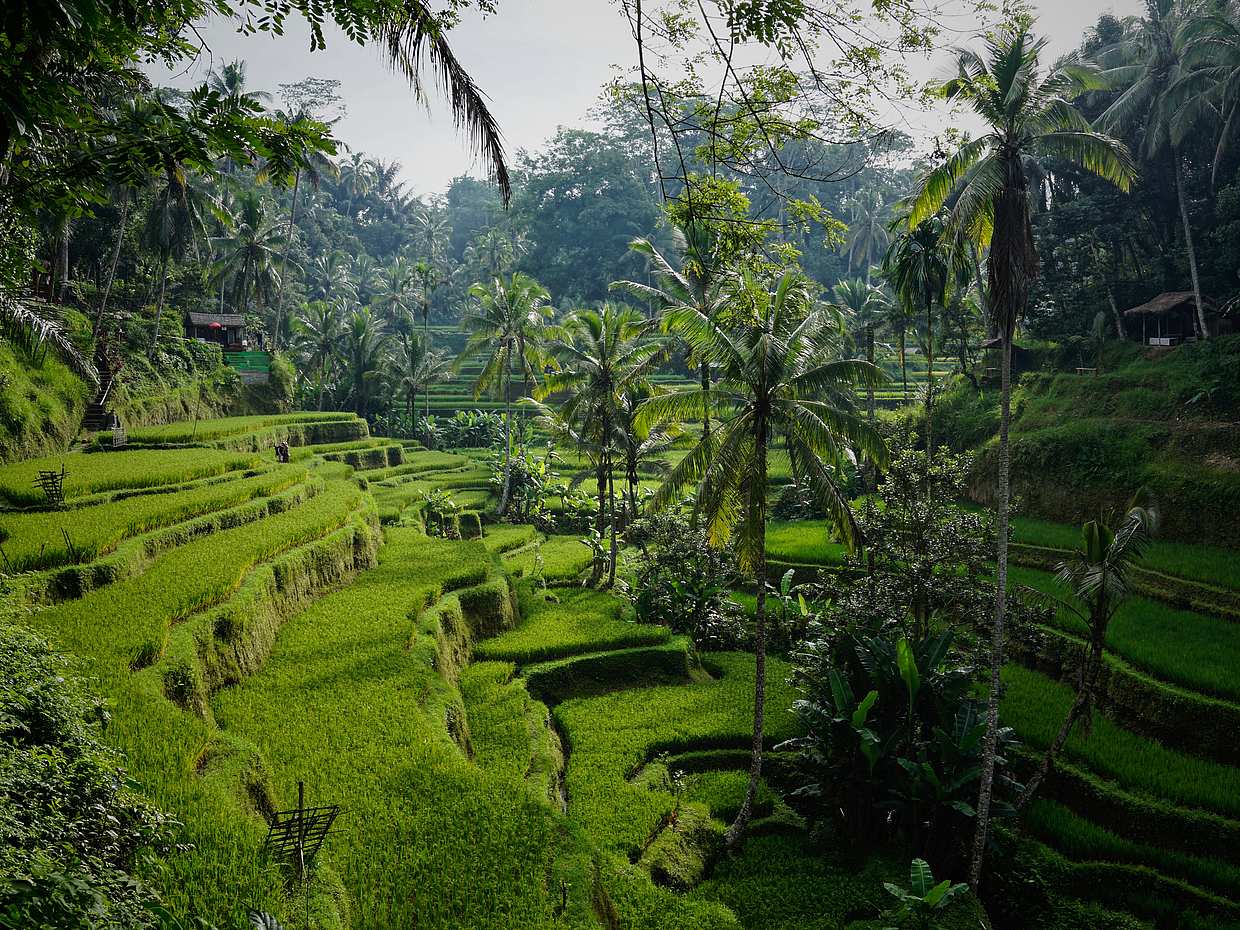 Waterfall and Temple Half-day Tour in Ubud, Indonesia, photo 2