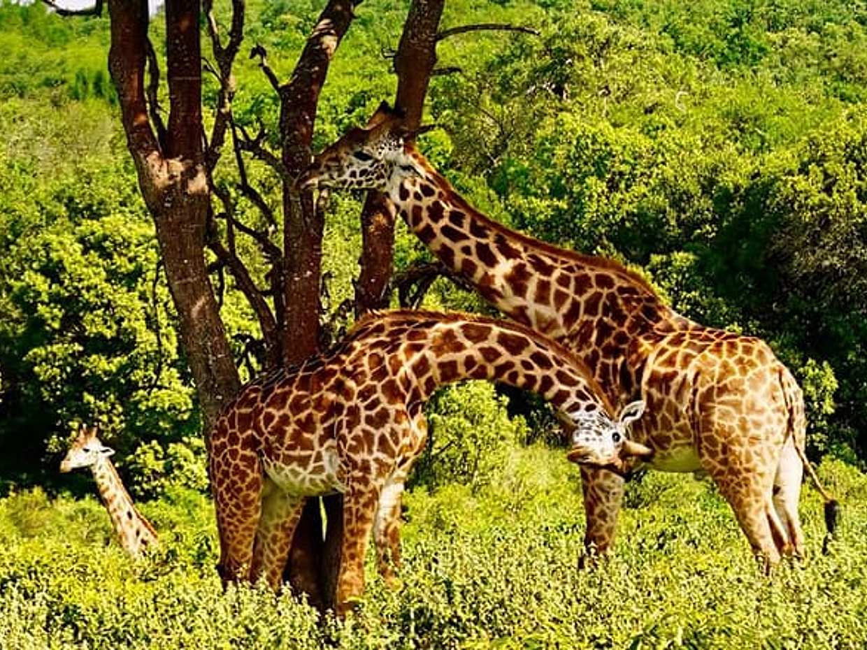 Tanzanya Safari: Serengeti, Ngorongoro ve Manyara Gölü | Büyük Beşli Yaban Hayatı Deneyimi, Arusha", photo 2