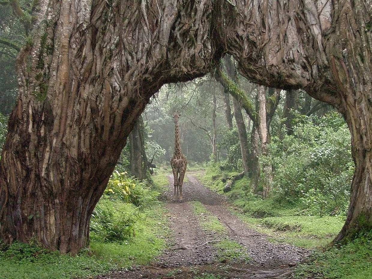 Arusha National Park Full-day Tour in Tanzania, photo 4