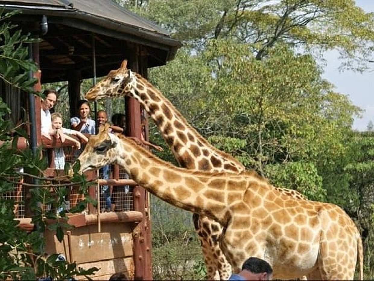 Full Day Tour In Nairobi: Nairobi National Park, Elephant & Giraffe Center, photo 4