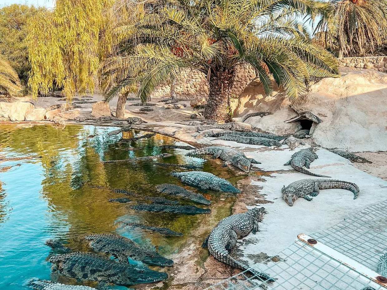 Djerba Explore: A Stunning Journey into Culture and Nature in Tunisia, Djerba Midun
