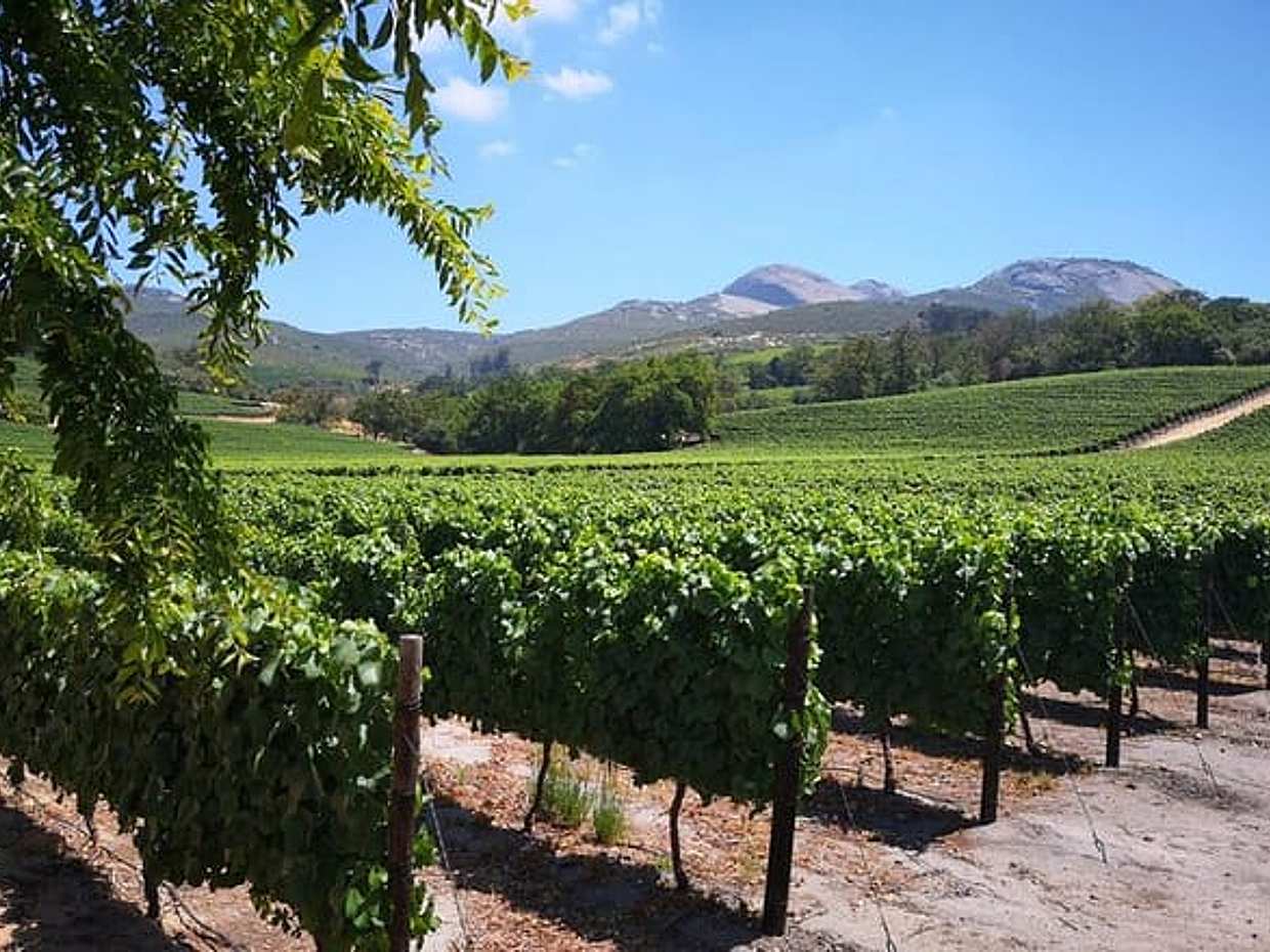 Cape Winelands Stellenbosch Franschhoek Paarl Tour from Cape Town, photo 3