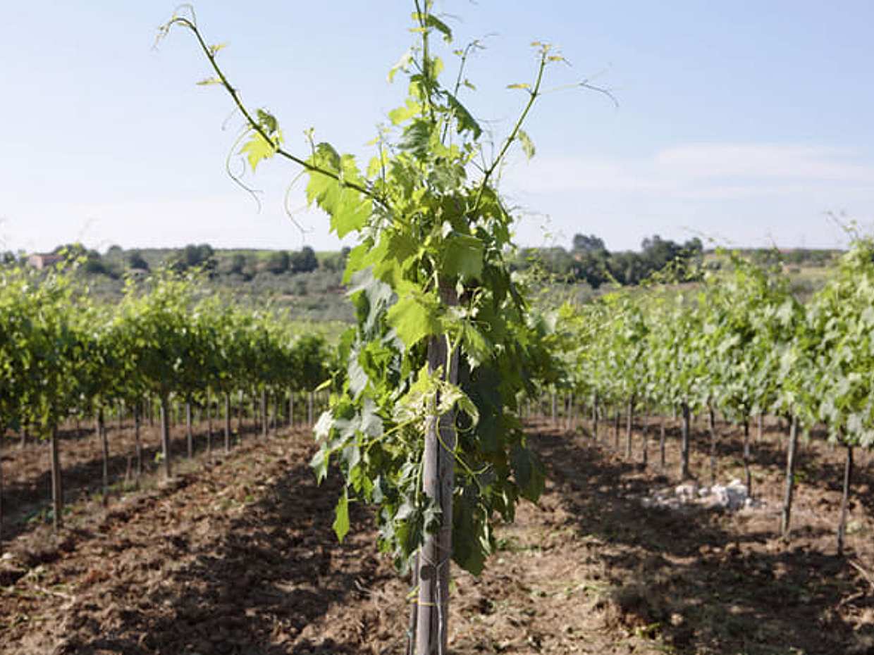 Visit the winery, stroll through the vineyards, taste the Cantine Mucci Wine, photo 2