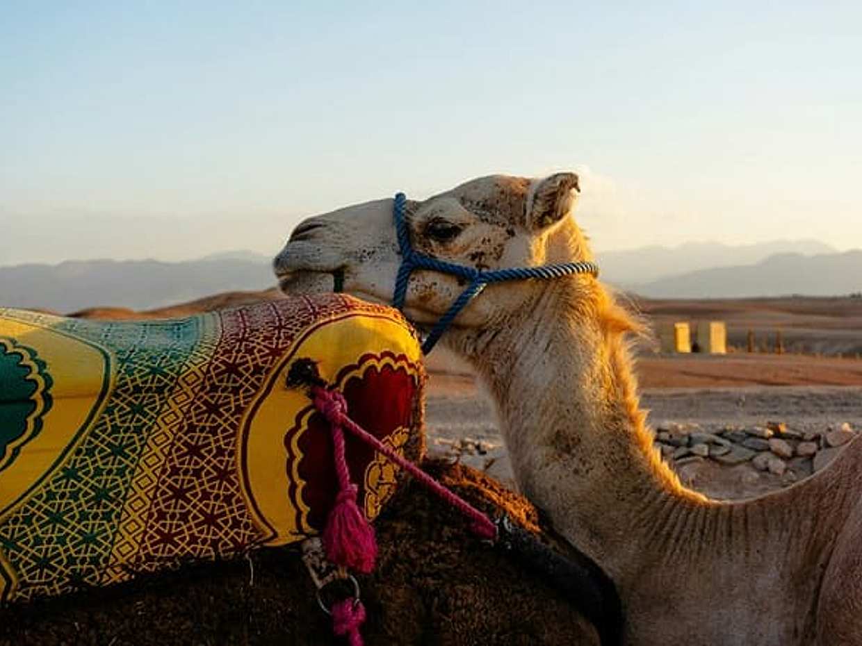 Private Experience in Agafay Desert with Quadbike and Camel ride, photo 2