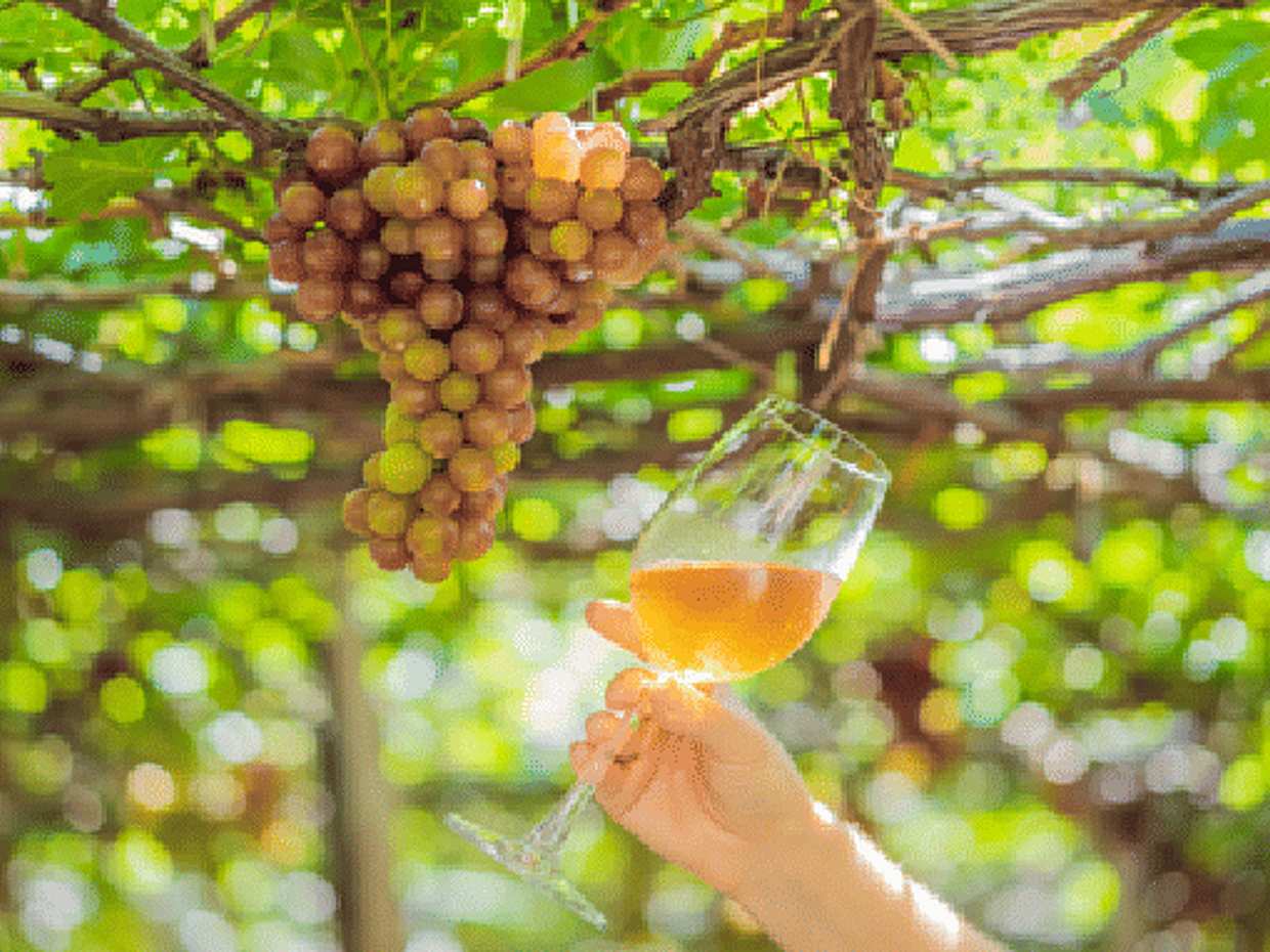 Venice’s Secret Vineyard: Private Tour & Wine Tasting