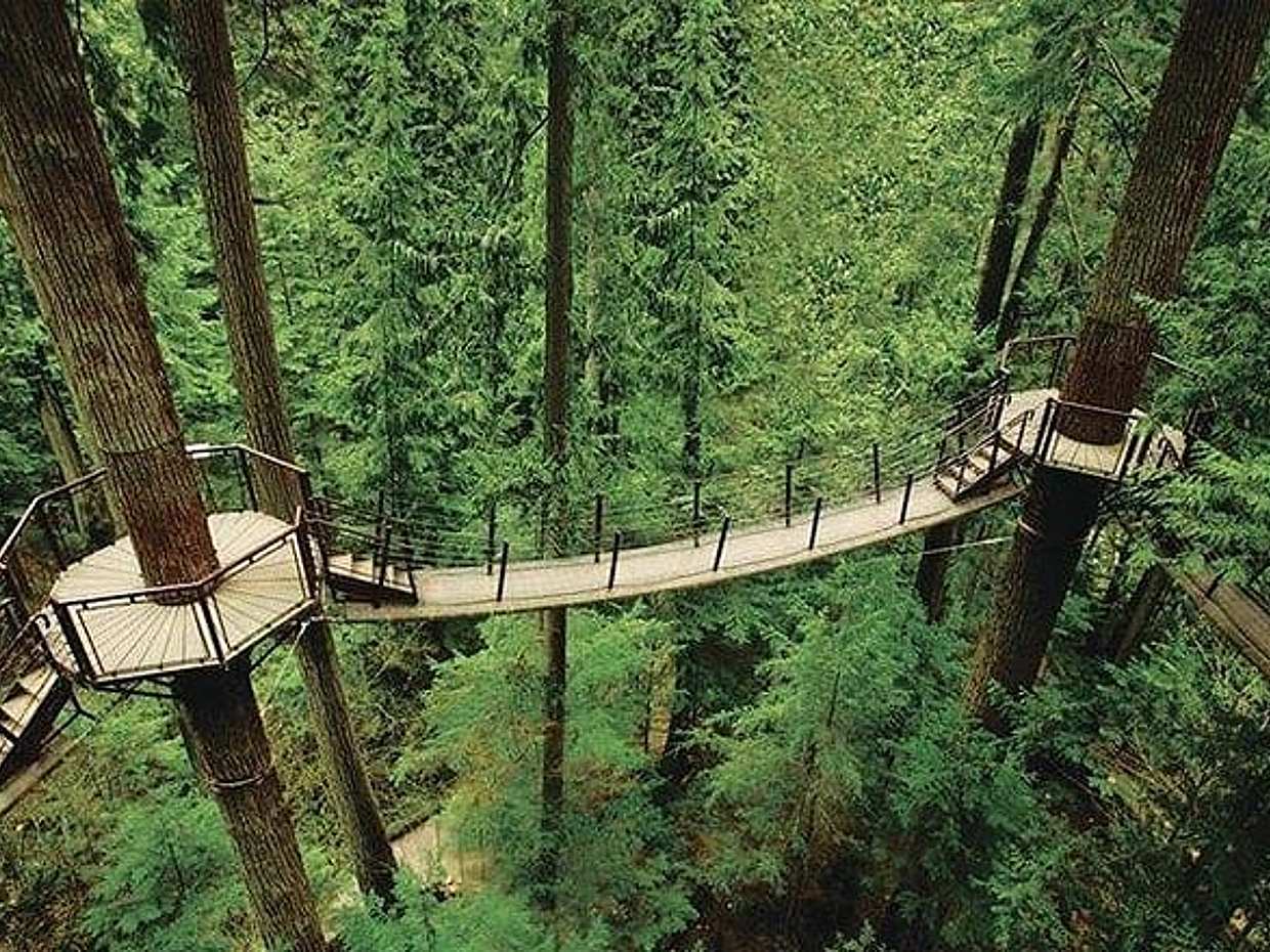 Vancouver Perfect Day Tour Grouse Mountain`& Capilano Suspention Bridge Private, photo 4