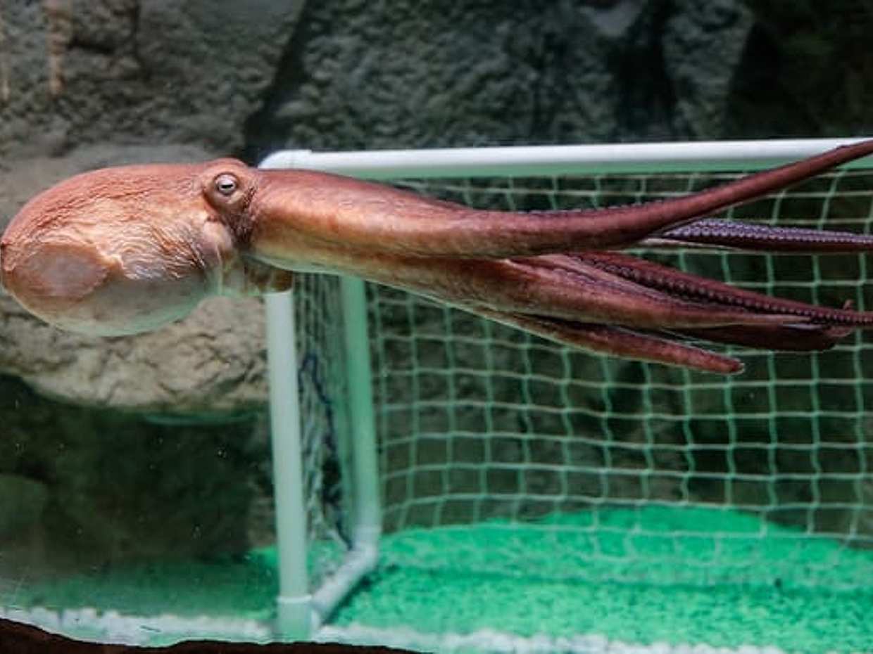 Dubai Aquarium & Underwater Zoo in United Arab Emirates, photo 2