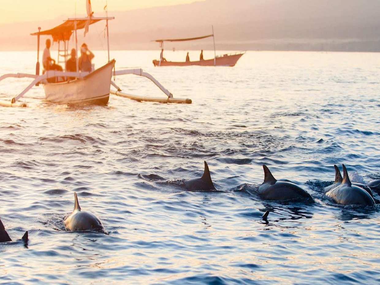 Dolphin Discovery: Exploring the Wild Habitat in North Bali