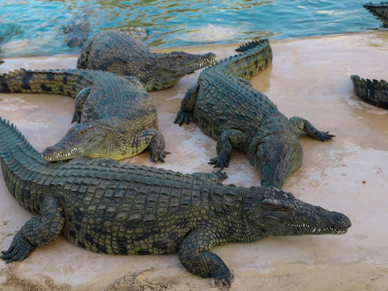 Dubai Crocodile Park, Compras no Dubai Mall, Visita ao 124º/125º Andar do Burj Khalifa e Show da Fonte Musical com Transfers Privados nos Emirados Árabes Unidos.
, photo 3