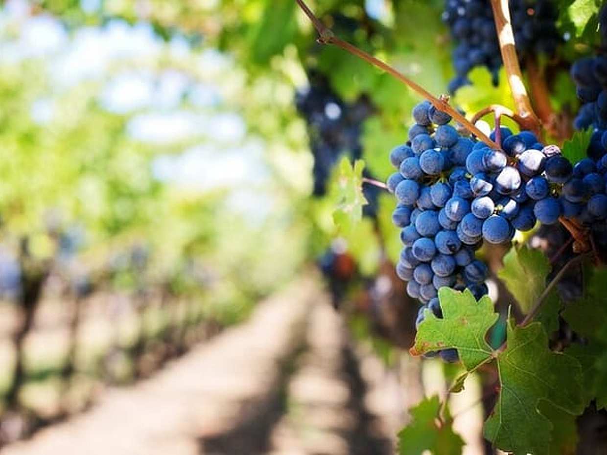 Private Chianti Wine Tasting & Scenic Florence Drive – Half-Day Tour from Florence, photo 3