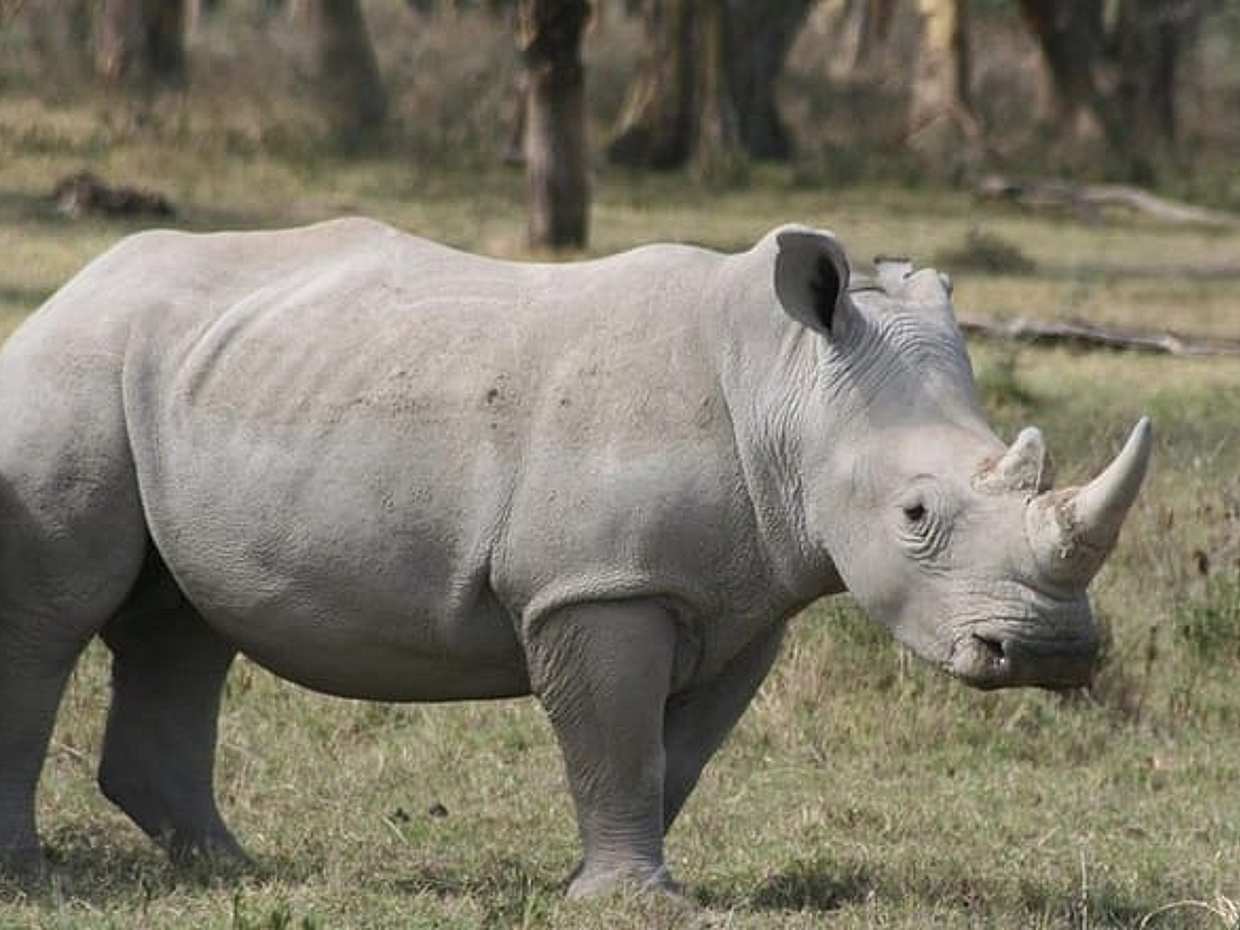 7 Days Best of Kenya Wildlife Safari on a 4x4 Land Cruiser Jeep, photo 5