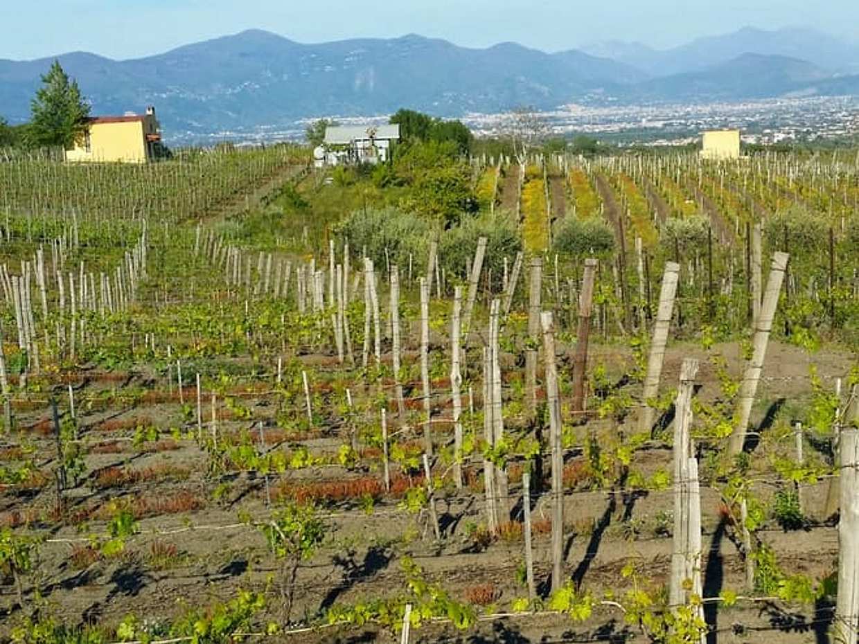 Picnic in the vineyard on the slopes of Vesuvius, photo 4
