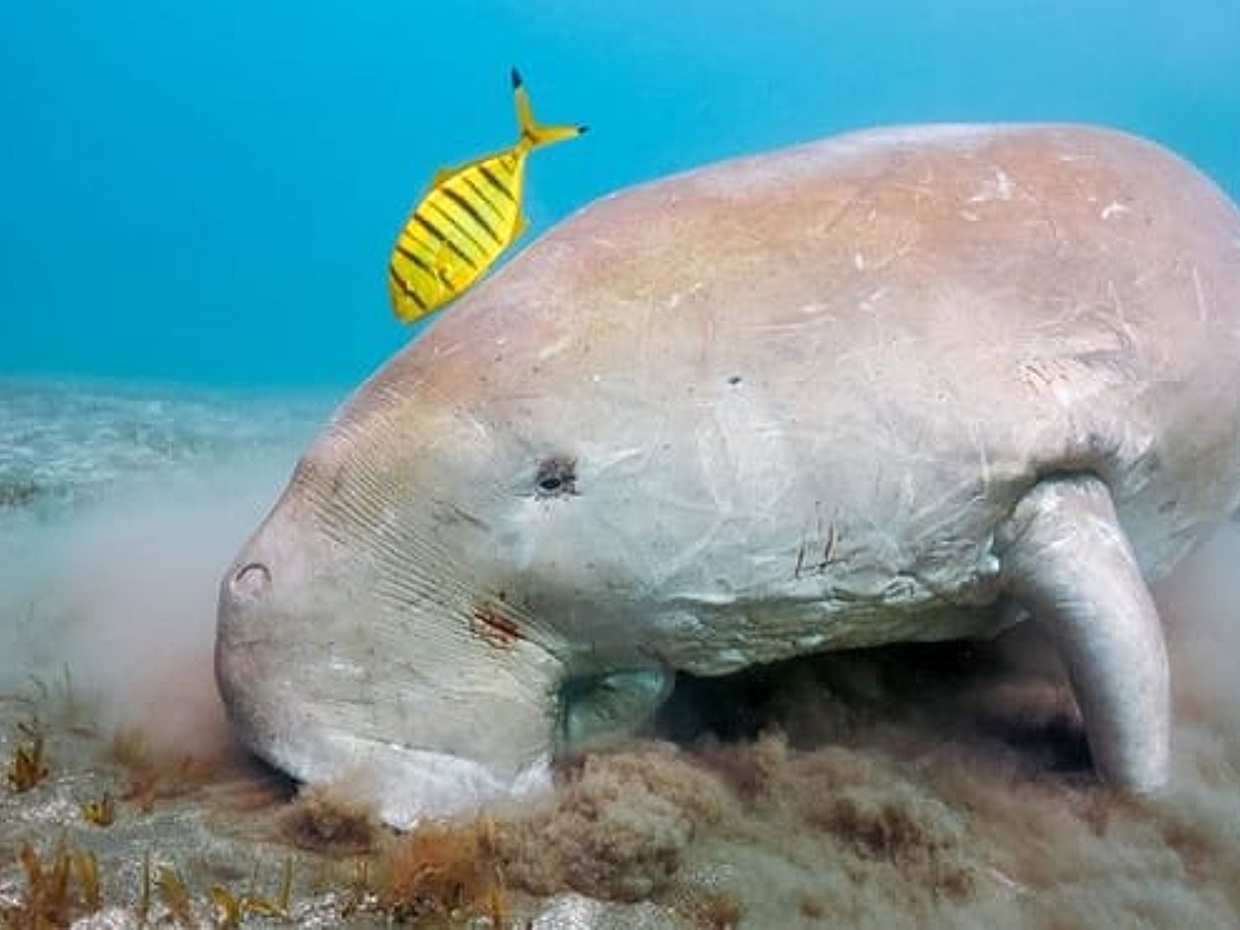 Marsa Mubarak Special: Boat and Snorkeling Trip