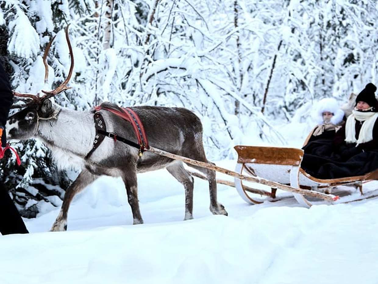Reindeer farm and reindeer safari express 1 km, Levi