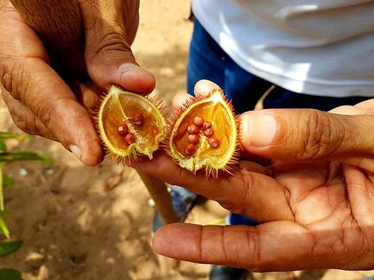 "Excursão de 8 horas pela Selva Amazônica e Arquipélago de Anavilhanas no Brasil, Manaus", photo 4