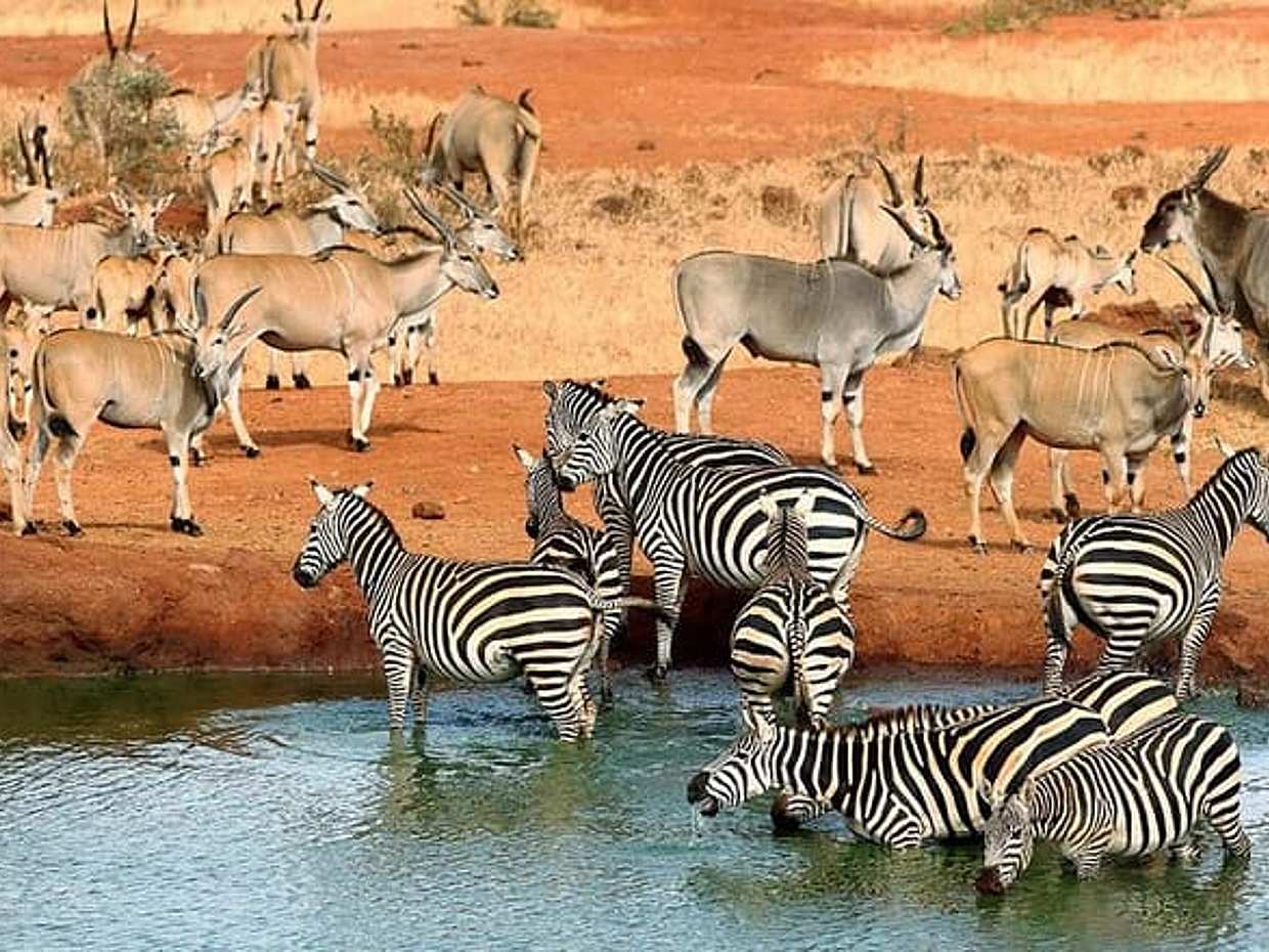 3 Days Samburu Wildlife Luxury Safari on 4x4 Land Cruiser Jeep, photo 4