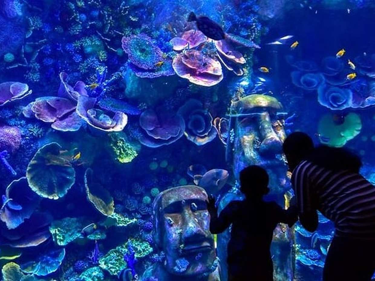 De Nationale Aquarium Abu Dhabi in de Verenigde Arabische Emiraten, أبو ظبي, photo 2