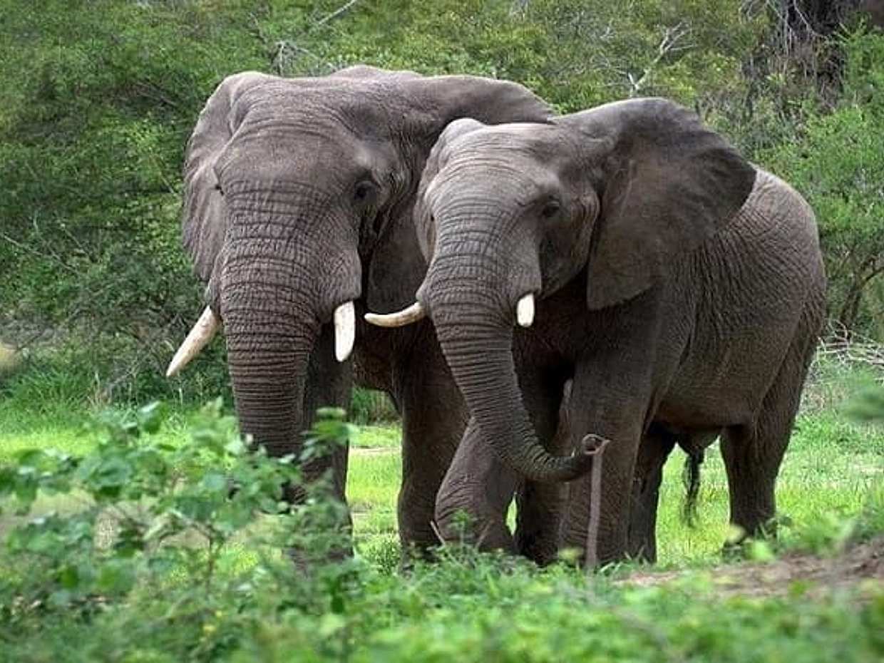 Aberdares National Park Luxury Lodge Safari 2days 1 Night Tour, photo 2