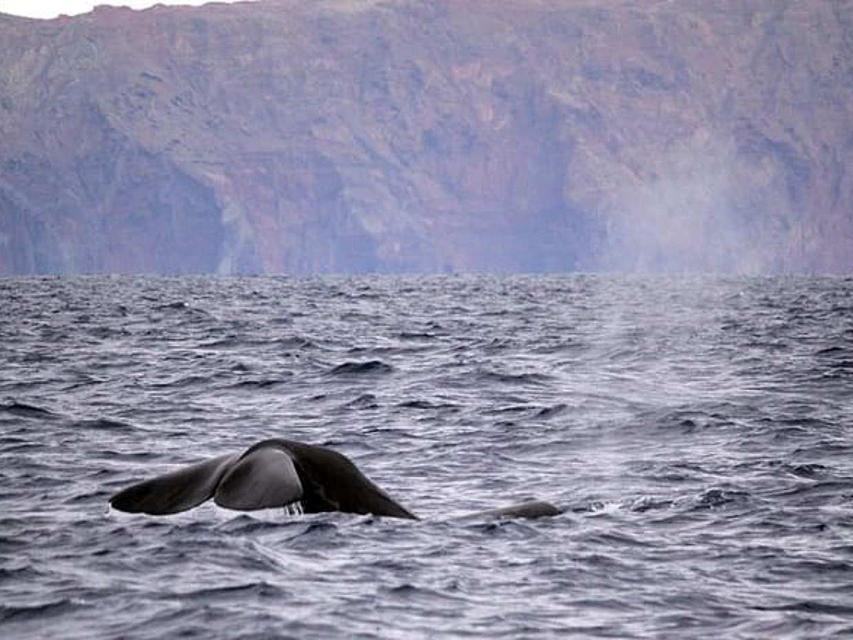 "Excursión Responsable de Avistamiento de Ballenas y Delfines - Funchal en Portugal", photo 4