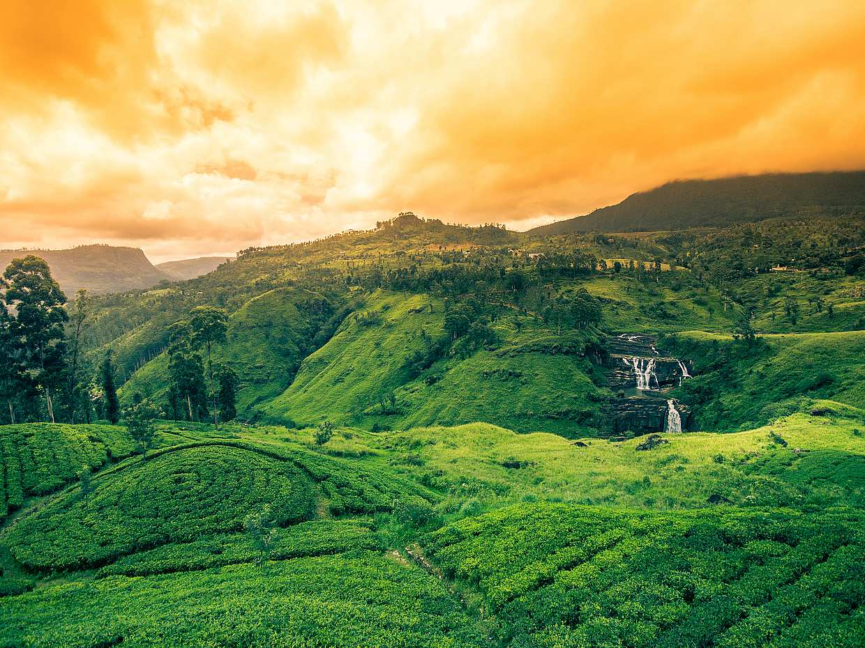 Sri Lanka, Kandy'de Özel Orman Seferi Turu
