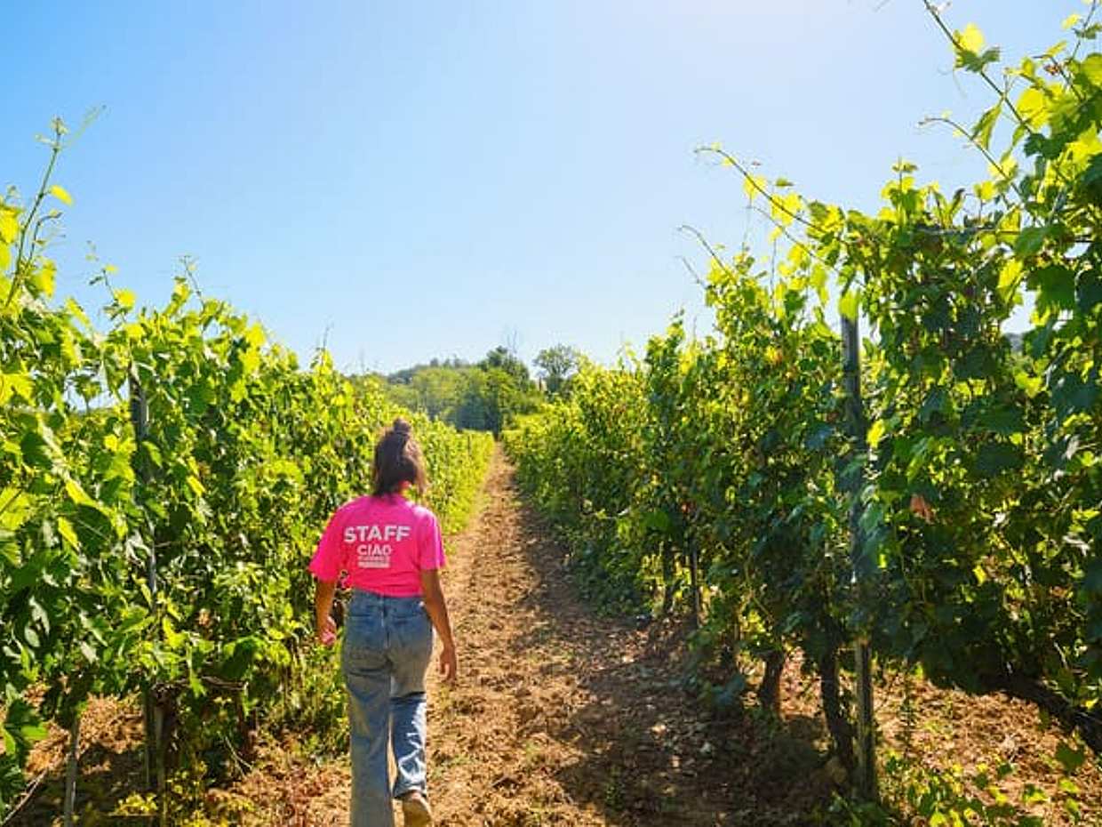 Chianti Vineyards Escape from Florence with Two Wine Tastings from Florence, photo 3