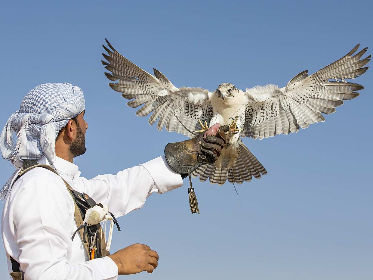 Evening Desert Safari with Quad Bike Ride and Falcon Photography in Dubai, United Arab Emirates