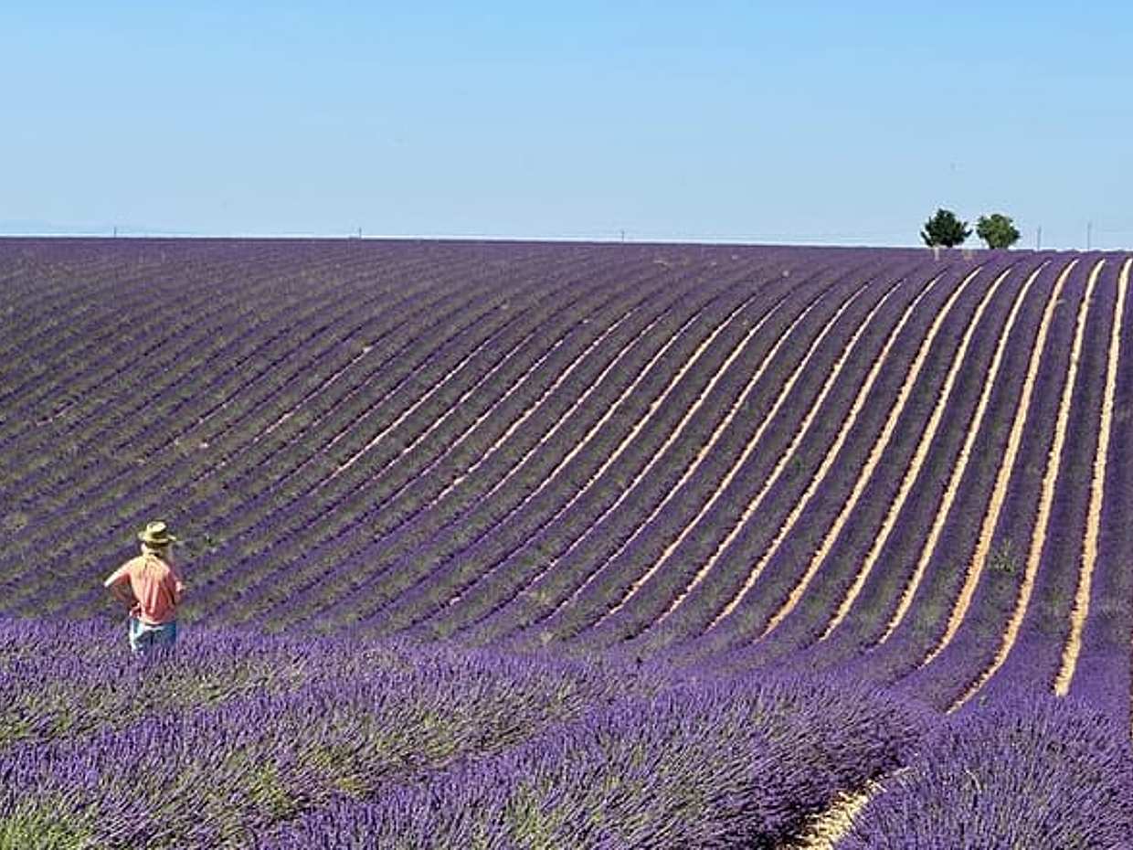 Private fullday Provence Lavender Fields, photo 2