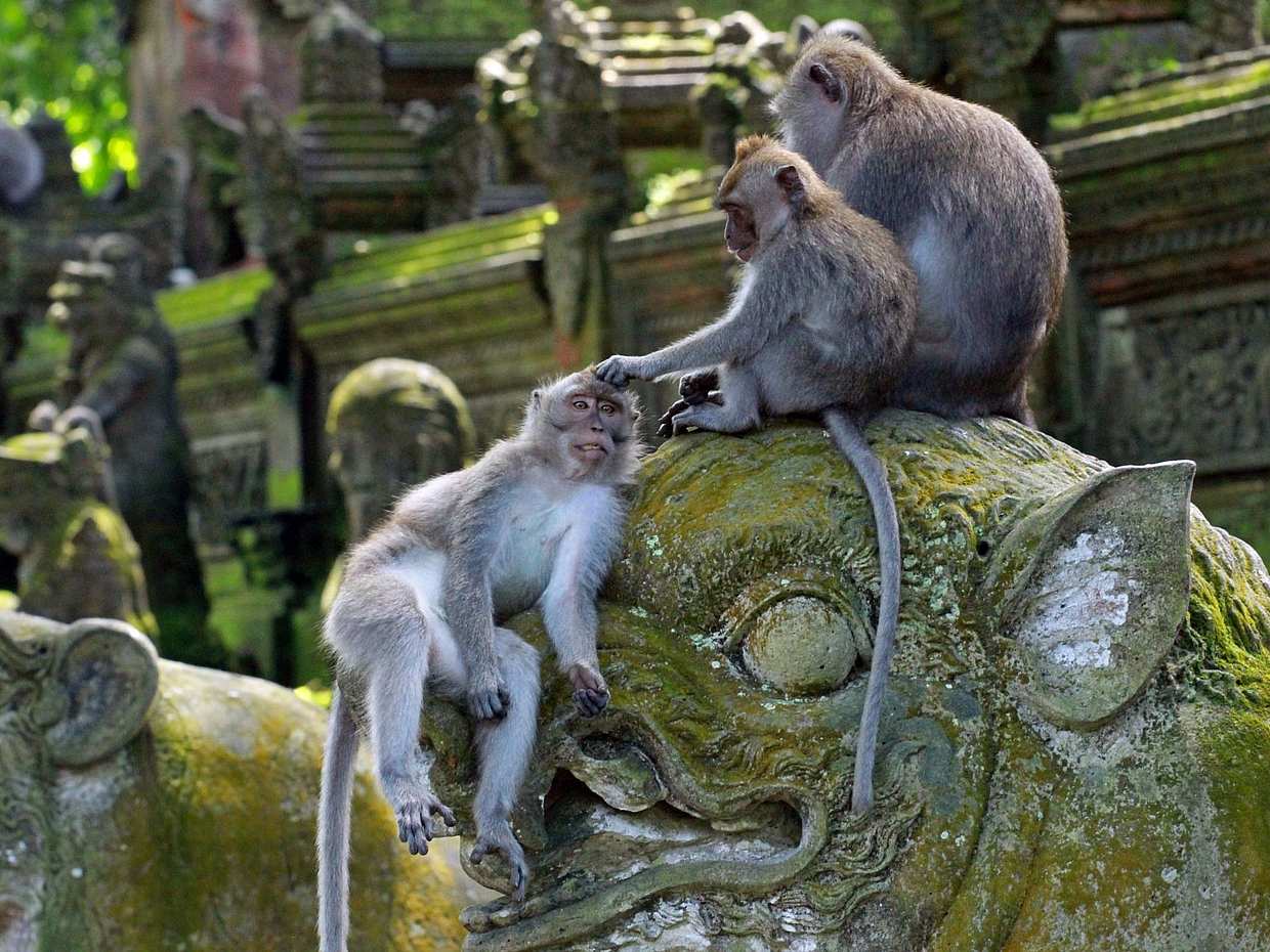 Customizable Private Experience in Bali, photo 3