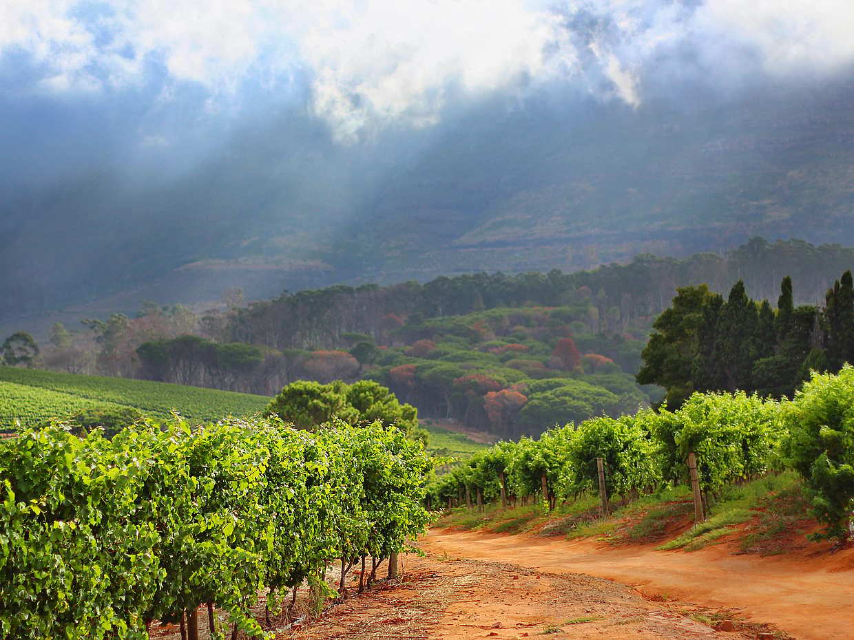 Cape Town Based Private Full-Day Winelands Tour to Paarl in South Africa, photo 3