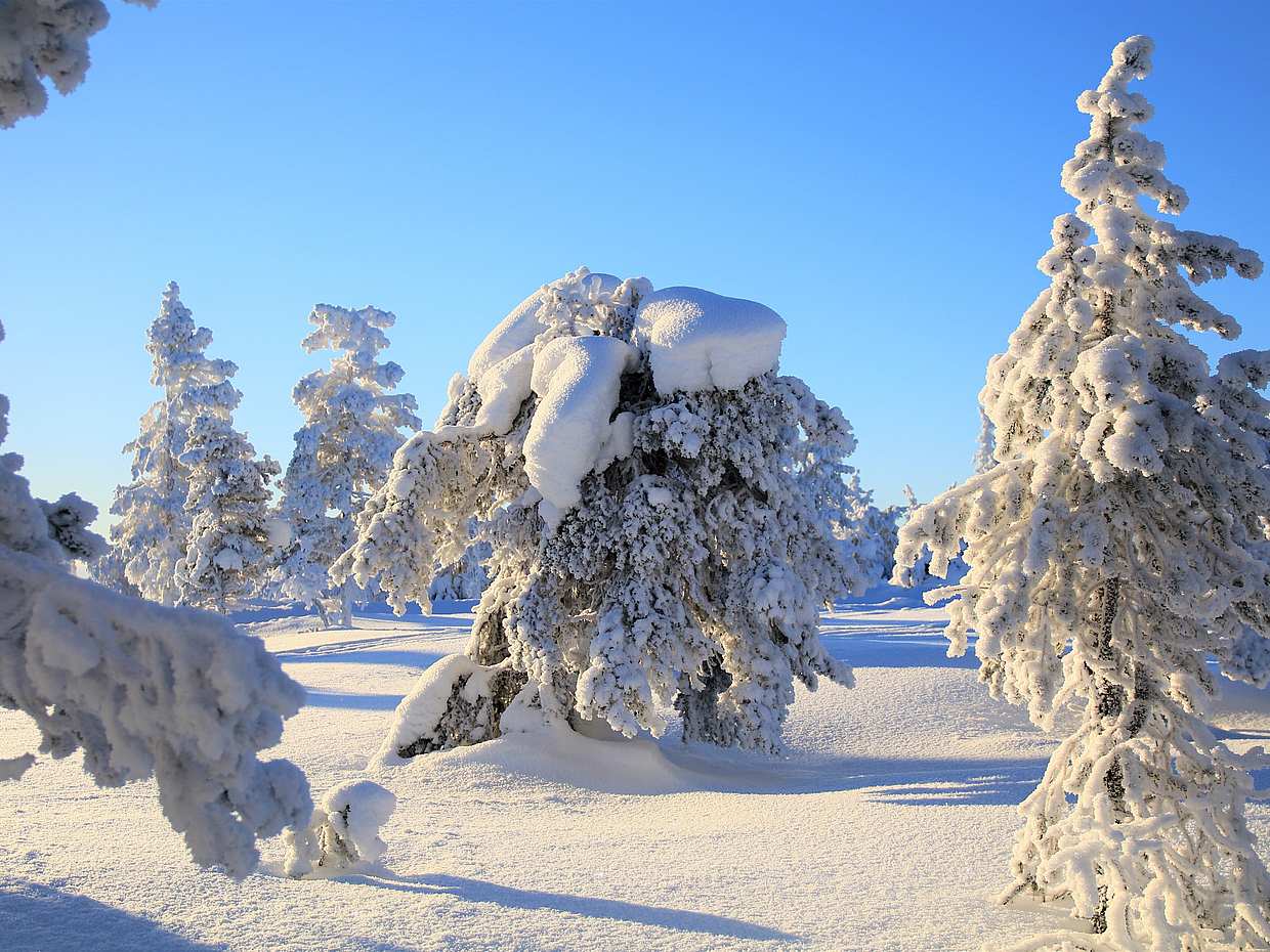 Snow Surfing at the Freerider's Paradise in Pyhä Area in Finland, Pyhä Snow Surfing at the Freerider's Paradise, photo 2
