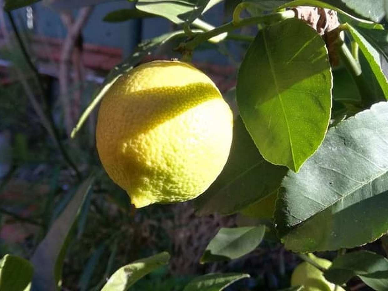Market Tour, Traditional Cooking and Limoncello class