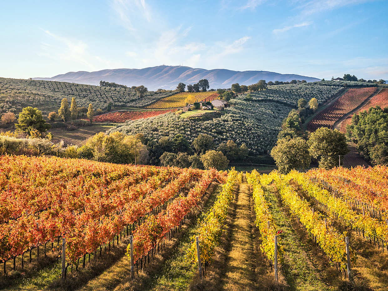 Exclusivos vinos de Asís y Sagrantino di Montefalco en Italia, Florencia.
, photo 4