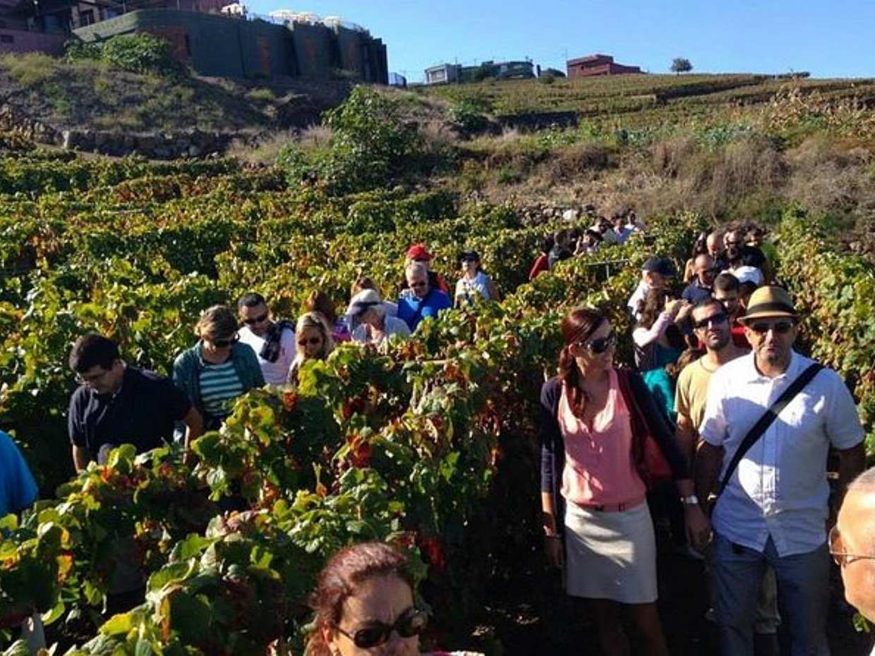 Tenerife Gastronomy Tour with Two Winery Visits and Lunch in Canary Islands, Spain, photo 5