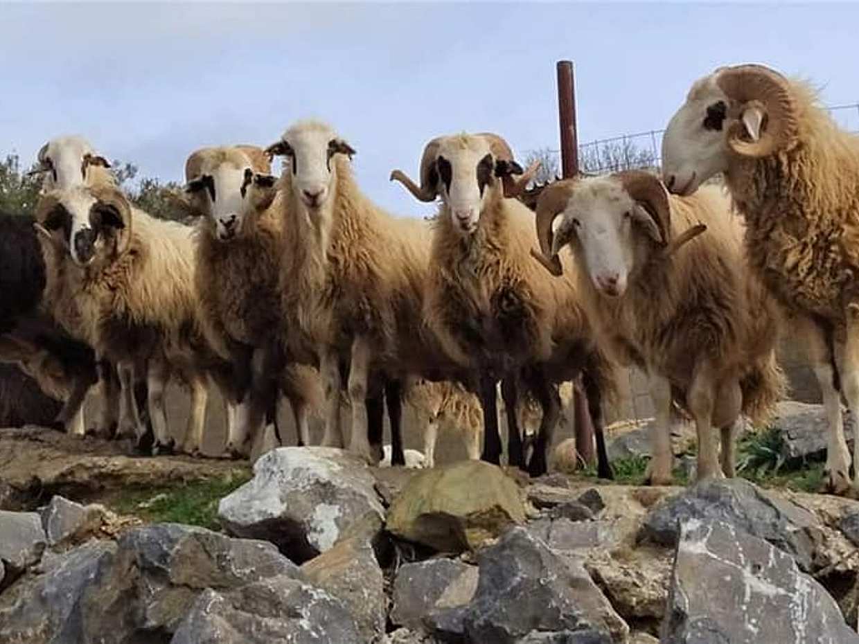 Heraklion'dan: Lasithi Platosu, Zeus Mağarası, Yel Değirmenleri ve Zeytinyağı Fabrikası Küçük Grup Turu, photo 2