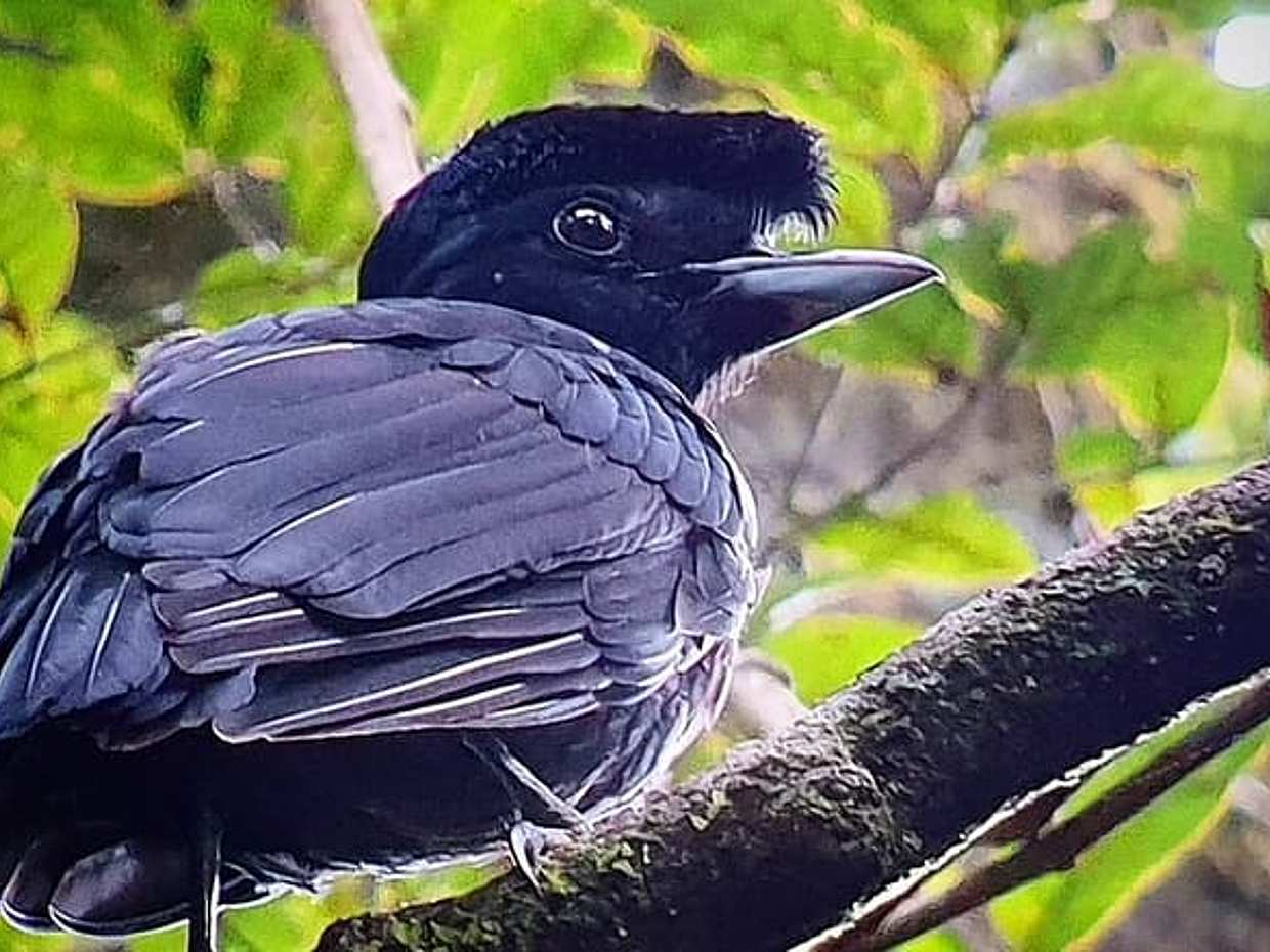 Curicancha Wildlife walk tour, photo 3