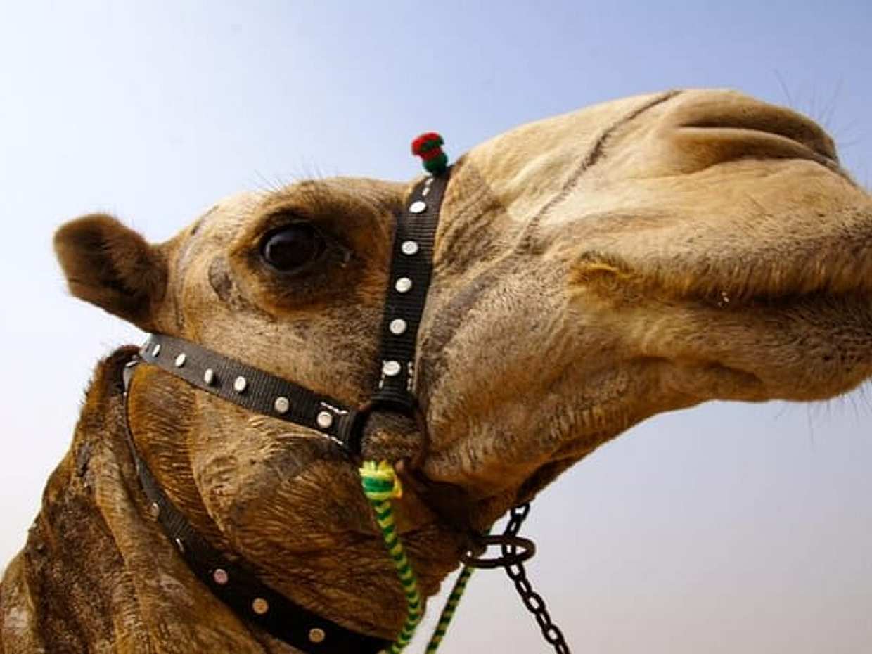 Full day tour Giza Pyramids Sphinx &Lunch and Shopping tour, photo 3