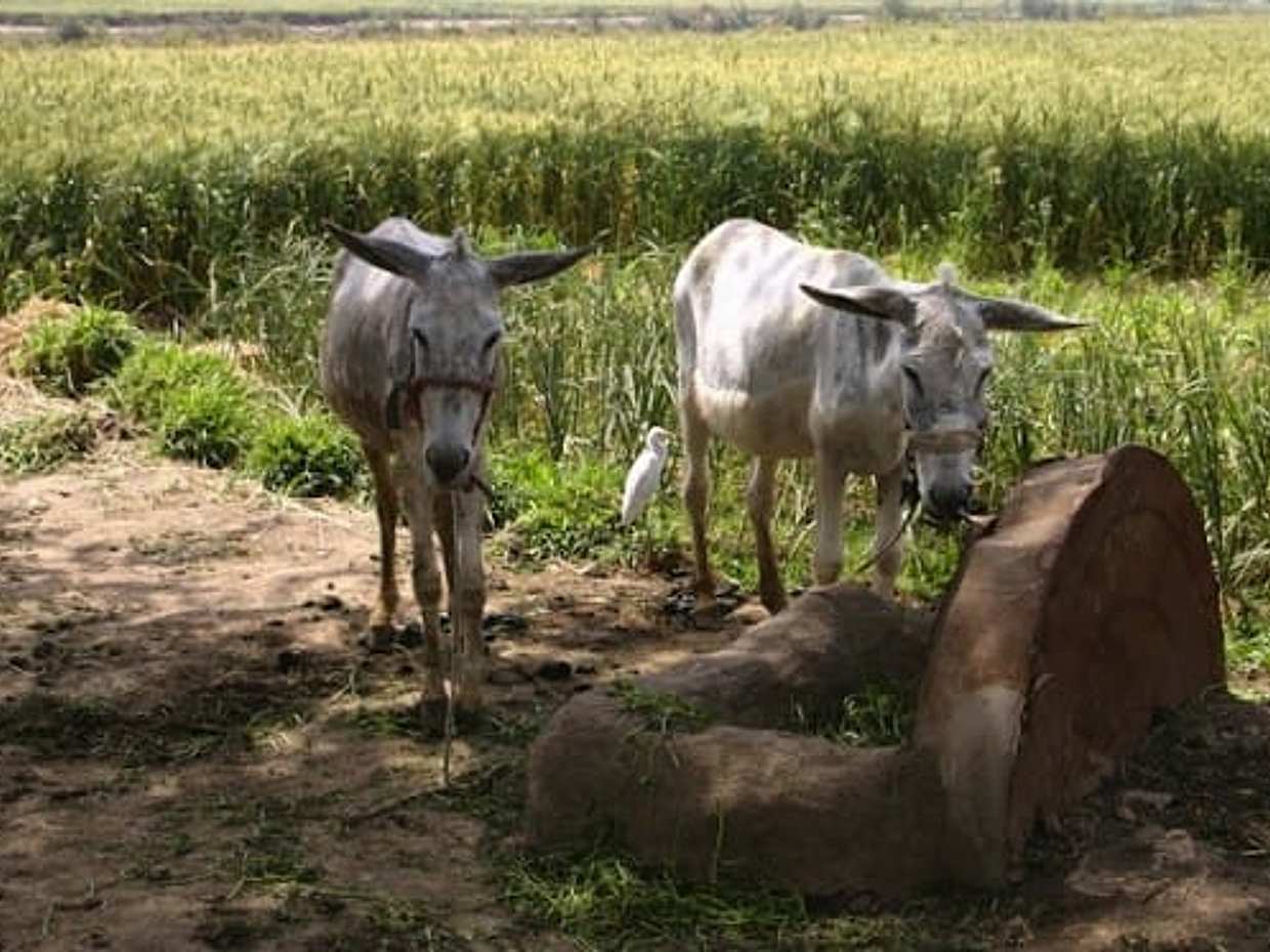 Half-Day Egypt Country Side Farm Tour with Pick Up, photo 4